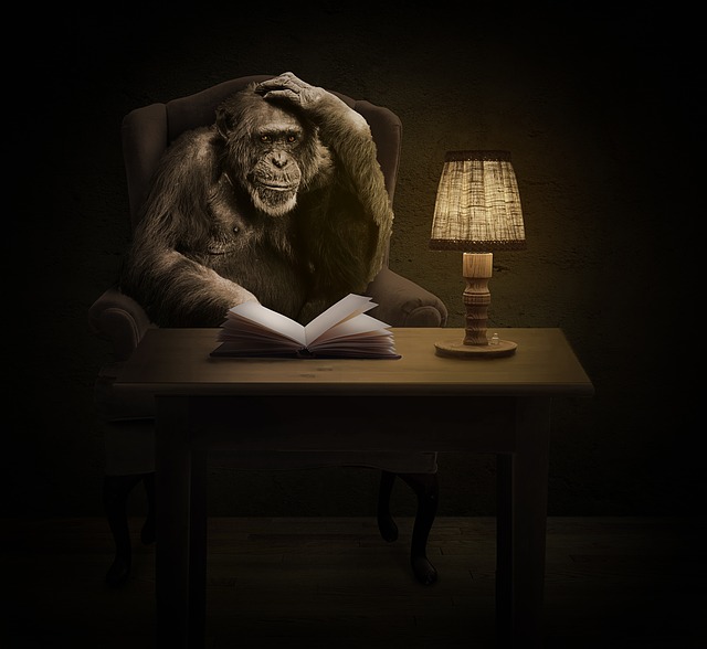 本を読み、悩むチンパンジー