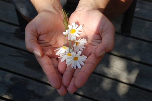 手のひらの上にマーガレットの花