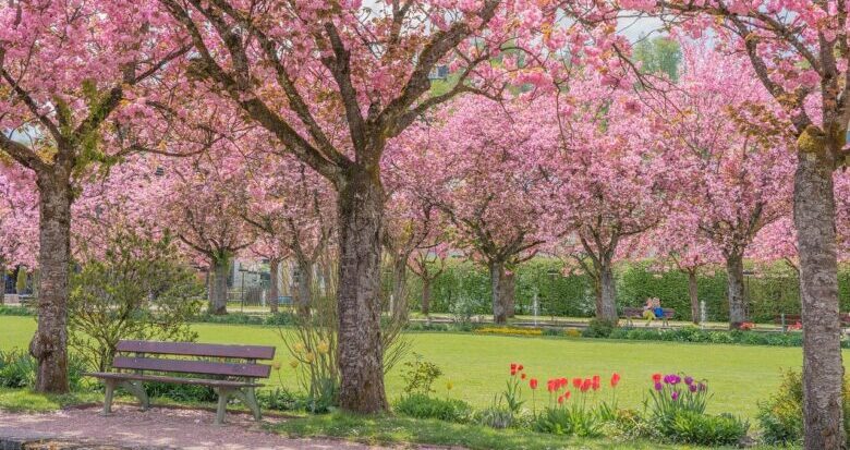さくら咲く公園のベンチ